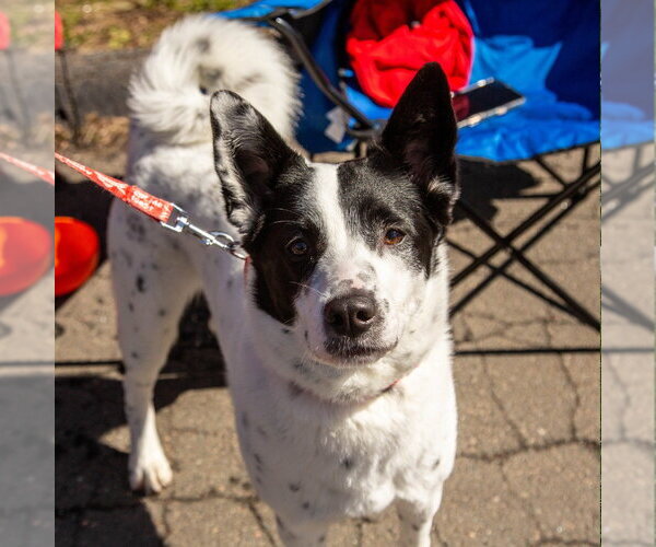 Medium Photo #11 Mutt Puppy For Sale in Canton, CT, USA
