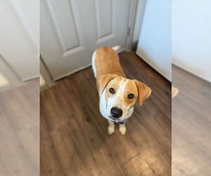 American Foxhound-Unknown Mix Dogs for adoption in Rosenberg, TX, USA