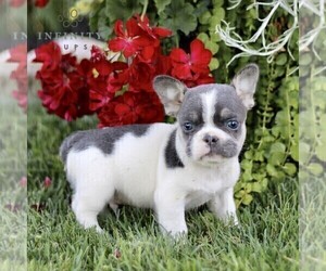 French Bulldog Puppy for sale in RONKS, PA, USA