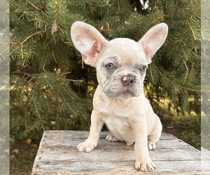 French Bulldog Puppy for sale in MIDDLEBURY, IN, USA