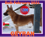 Small #1 German Shepherd Dog-Saluki Mix