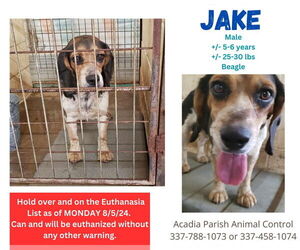 Beagle Dogs for adoption in New Orleans, LA, USA