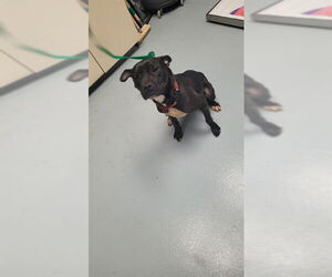 American Pit Bull Terrier Dogs for adoption in St. Cloud, FL, USA