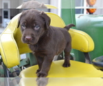 Puppy Lanson Labrador Retriever