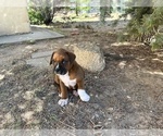 Small Photo #31 Boxer Puppy For Sale in ESPANOLA, NM, USA