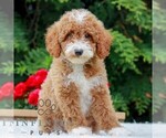 Small #4 Poodle (Miniature)