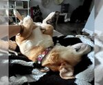 Small Photo #2 Basset Hound-Labrador Retriever Mix Puppy For Sale in Deepwater, NJ, USA
