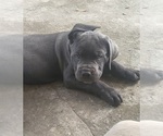 Puppy Coral Collar Cane Corso