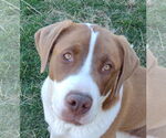 Small #6 Saint Bernard Mix