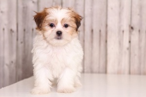 Mal-Shi Puppy for sale in MOUNT VERNON, OH, USA