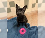 Small French Bulldog