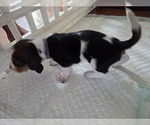 Small #9 Basset Hound