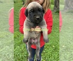 Small #5 Mastiff