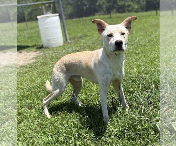 Medium Photo #6 Huskies -Unknown Mix Puppy For Sale in Virginia Beach, VA, USA