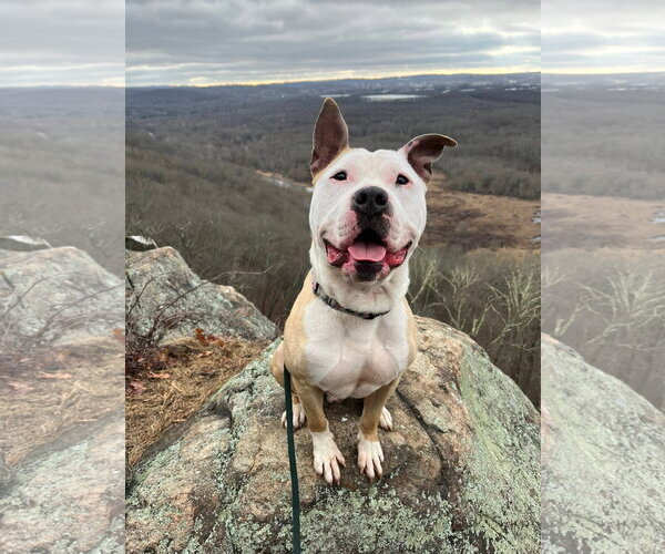 Medium Photo #4 American Bulldog-Labrador Retriever Mix Puppy For Sale in Rockaway, NJ, USA