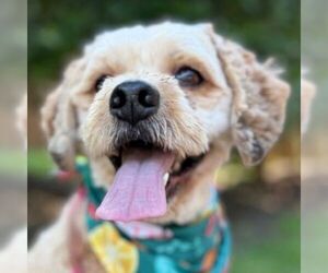 Medium Cockapoo