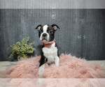 Puppy Toby Boston Terrier