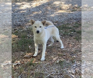 Shiba Inu Puppy for sale in STELLA, MO, USA