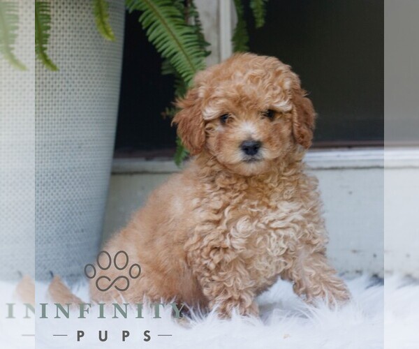 Medium Photo #1 Poodle (Miniature) Puppy For Sale in HONEY BROOK, PA, USA
