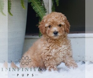 Poodle (Miniature) Puppy for sale in HONEY BROOK, PA, USA