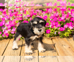 Small #18 Schnauzer (Miniature)