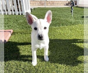 Sugar - Female Siberian Husky-Unknown Mix Dog for Adoption - Photo #11