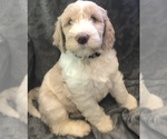 Small Photo #2 Labradoodle-Unknown Mix Puppy For Sale in PRICHARD, WV, USA