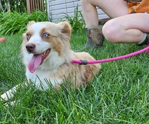 Miniature Australian Shepherd Puppy for sale in MILTON, WI, USA