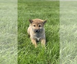 Small Photo #2 Shiba Inu Puppy For Sale in CANOGA, NY, USA