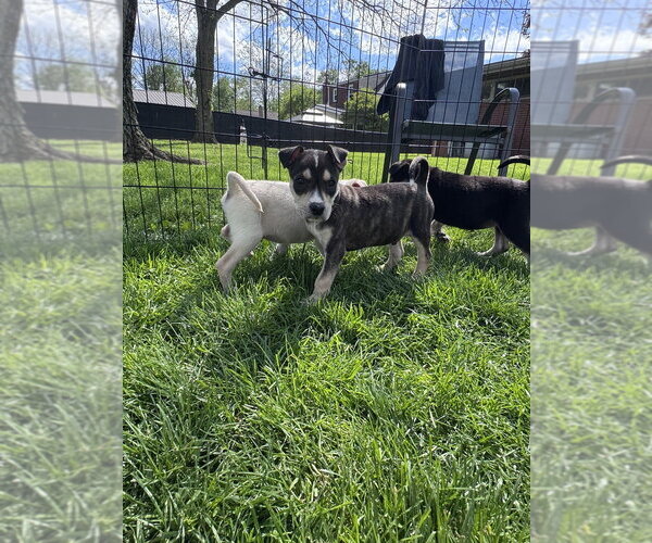 Medium Photo #3 Siberian Husky-Unknown Mix Puppy For Sale in Springdale, PA, USA