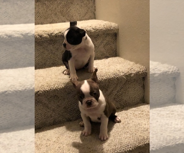 Medium Photo #1 Boston Terrier Puppy For Sale in IMPERIAL BCH, CA, USA