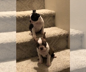 Boston Terrier Puppy for Sale in IMPERIAL BCH, California USA