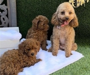 Poodle (Toy) Puppy for sale in CARMICHAEL, CA, USA