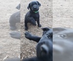 Small #13 Labrador Retriever