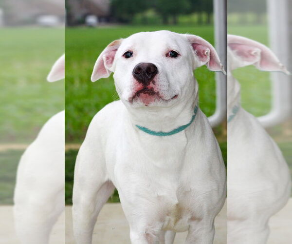 Medium Photo #2 American Pit Bull Terrier Puppy For Sale in Evansville, IN, USA