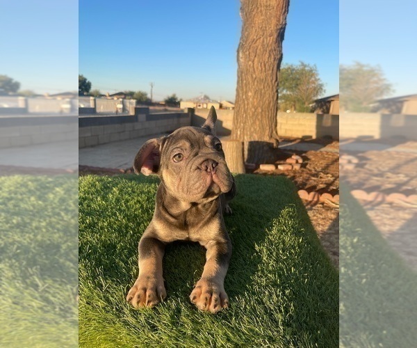 Medium Photo #42 French Bulldog Puppy For Sale in KANSAS CITY, MO, USA