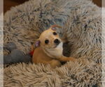Small #1 Chihuahua