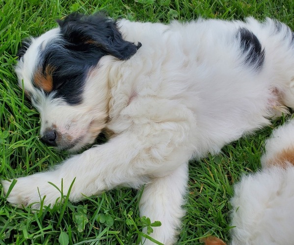 Medium Photo #6 Bernedoodle (Miniature) Puppy For Sale in LEETONIA, OH, USA