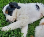Small #5 Bernedoodle (Miniature)