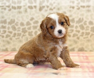 Cavapoo Puppy for sale in DENVER, PA, USA