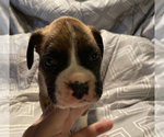 Puppy 2 Boxer