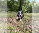 Small #5 Australian Shepherd