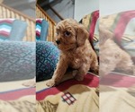 Small Photo #15 Cavapoo Puppy For Sale in GREENWOOD, WI, USA