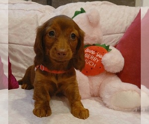 Dachshund Puppy for sale in BURLINGTON, MA, USA