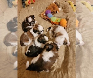 Shih Tzu Puppy for Sale in FANNING SPGS, Florida USA