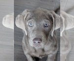 Small Photo #1 Labrador Retriever Puppy For Sale in LUNENBURG, MA, USA
