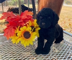 Cockapoo-Poodle (Miniature) Mix Puppy for sale in MURFREESBORO, AR, USA