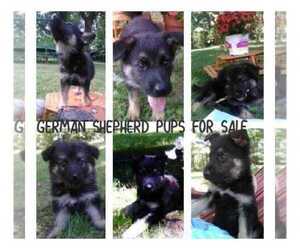 German Shepherd Dog Puppy for sale in BATTLE CREEK, MI, USA
