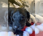 Small Photo #62 Goldendoodle Puppy For Sale in DYERSBURG, TN, USA