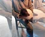 Puppy Noodles Pembroke Welsh Corgi